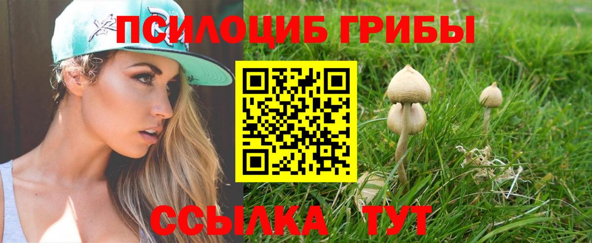 Галлюциногенные грибы Psilocybe Березники